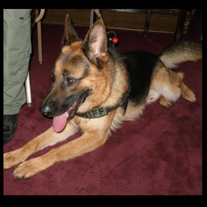 K9 Sheriff Deputy "J" Jamie Vom Zellwaldrand